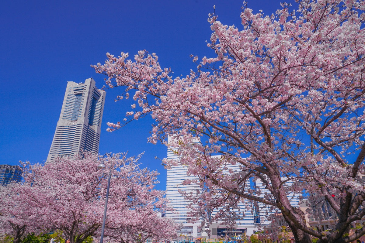 【2023年】横浜・みなとみらい・元町のおすすめお花見スポット10選！