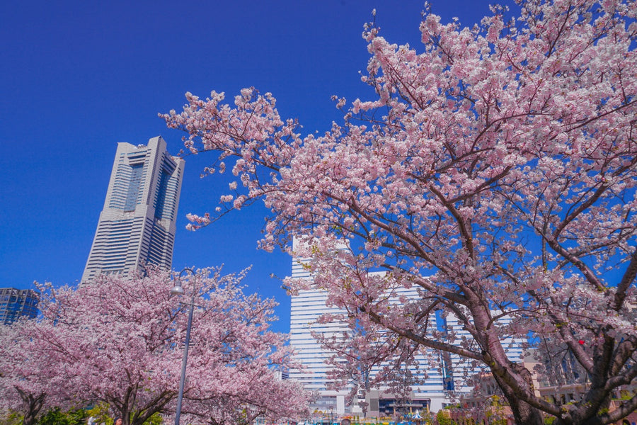 【2023年】横浜・みなとみらい・元町のおすすめお花見スポット10選！